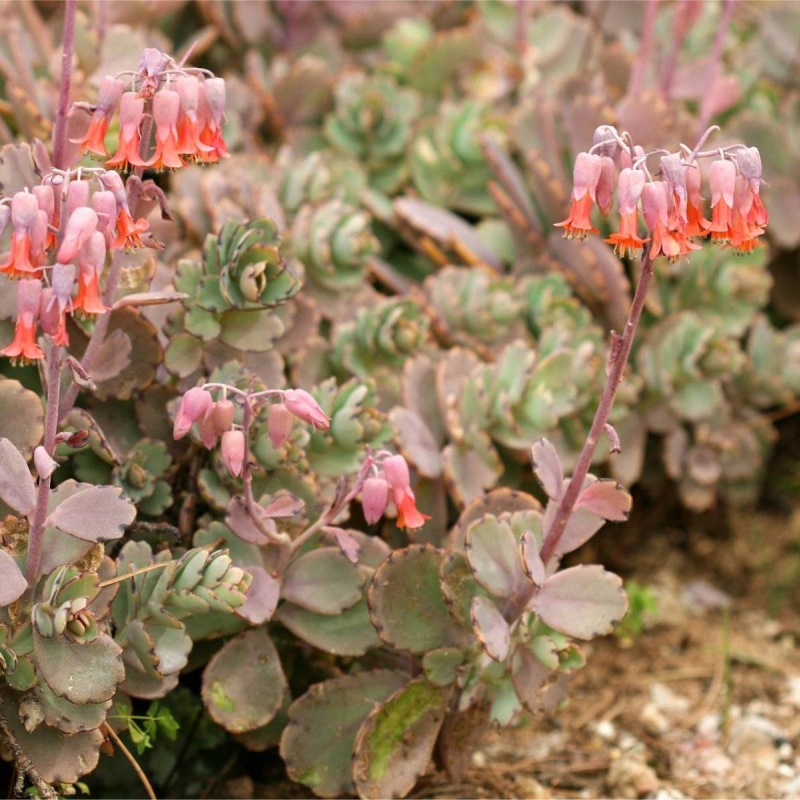 Lavender Scallops Kalanchoe fedstchenkoi